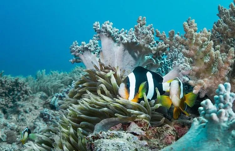 Google invites volunteers worldwide to monitor coral reef sounds